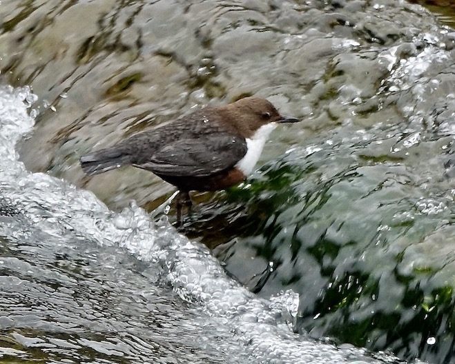 dipper